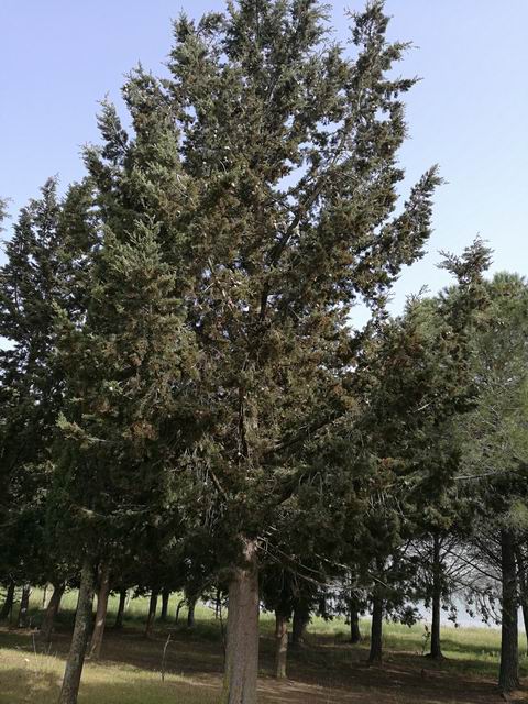 Cupressus sempervirens (cfr.)